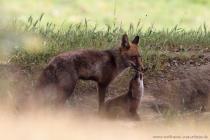 Fuchs